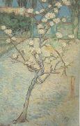 Vincent Van Gogh Blossoming Pear Tree (nn04) oil on canvas